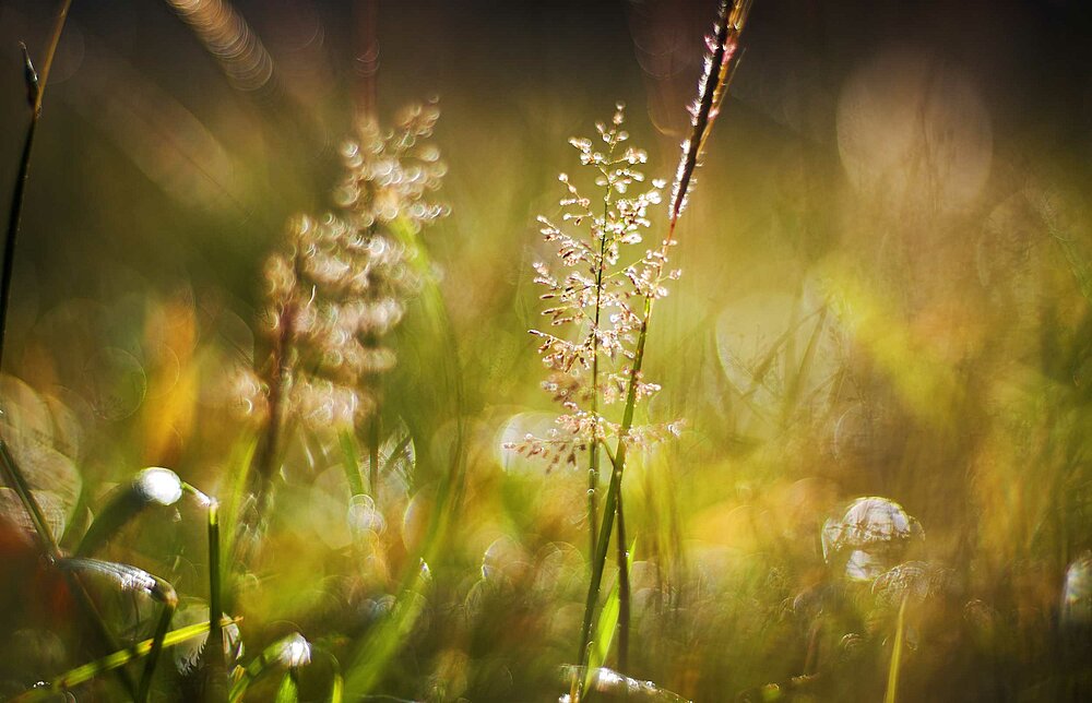 Close up view of nature in morning light moment Abbildung Close up view of nature in morning light moment