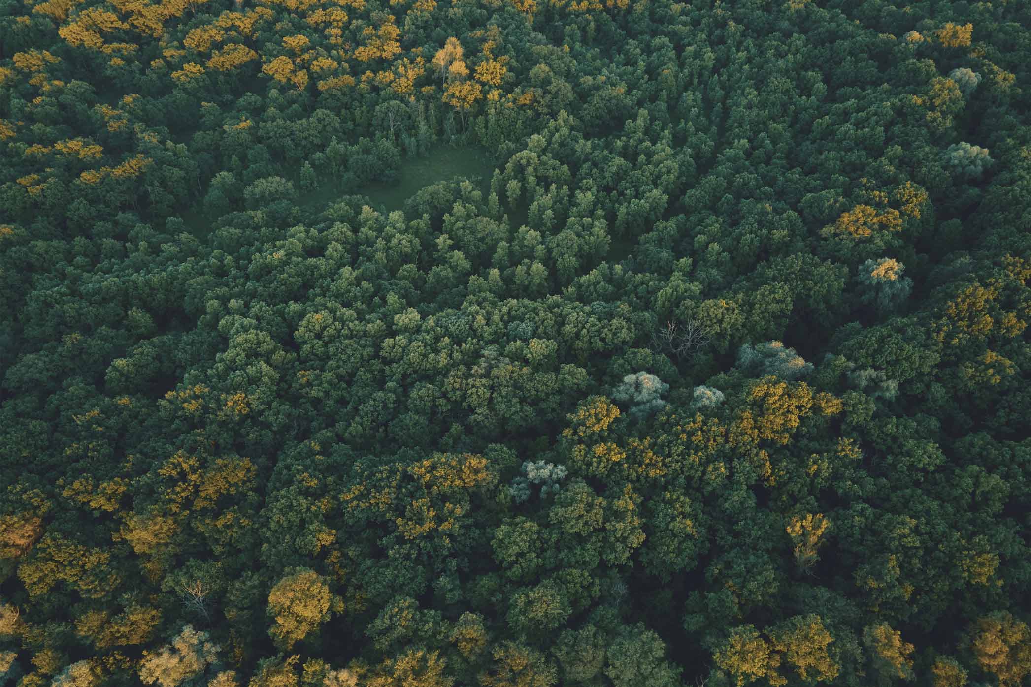 Luftaufnahme Wald